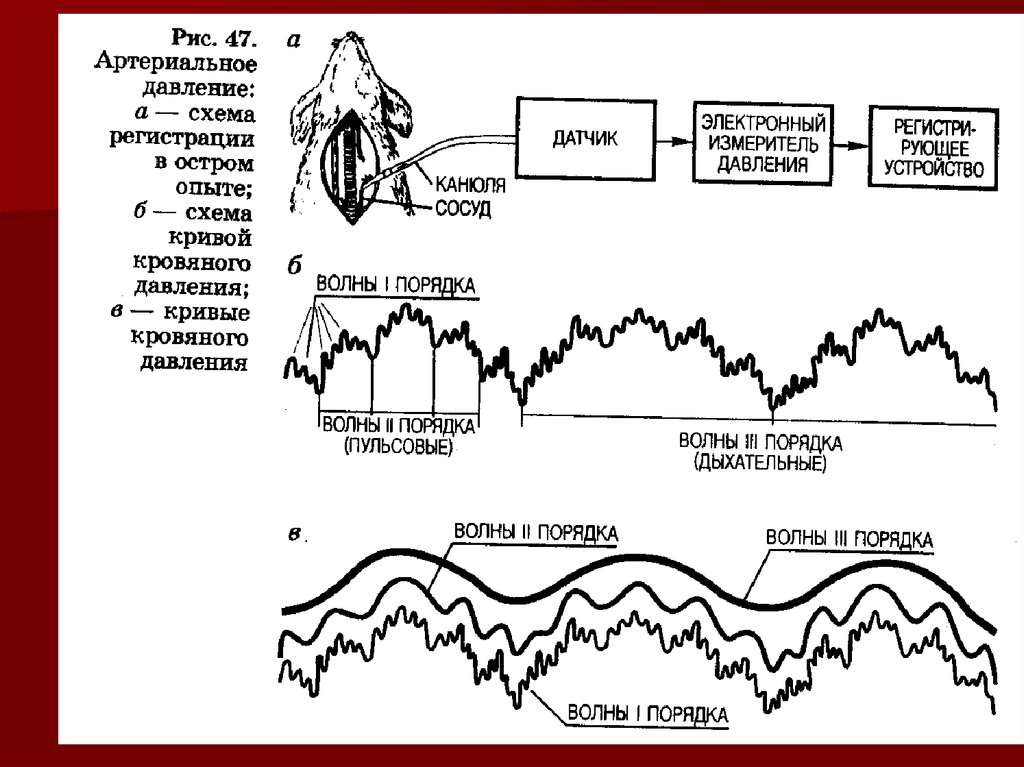 Давление волнами артериальное давление. Схема Кривой кровяного давления. Волны артериального давления. Кривая ад. Дыхательные волны артериального давления.