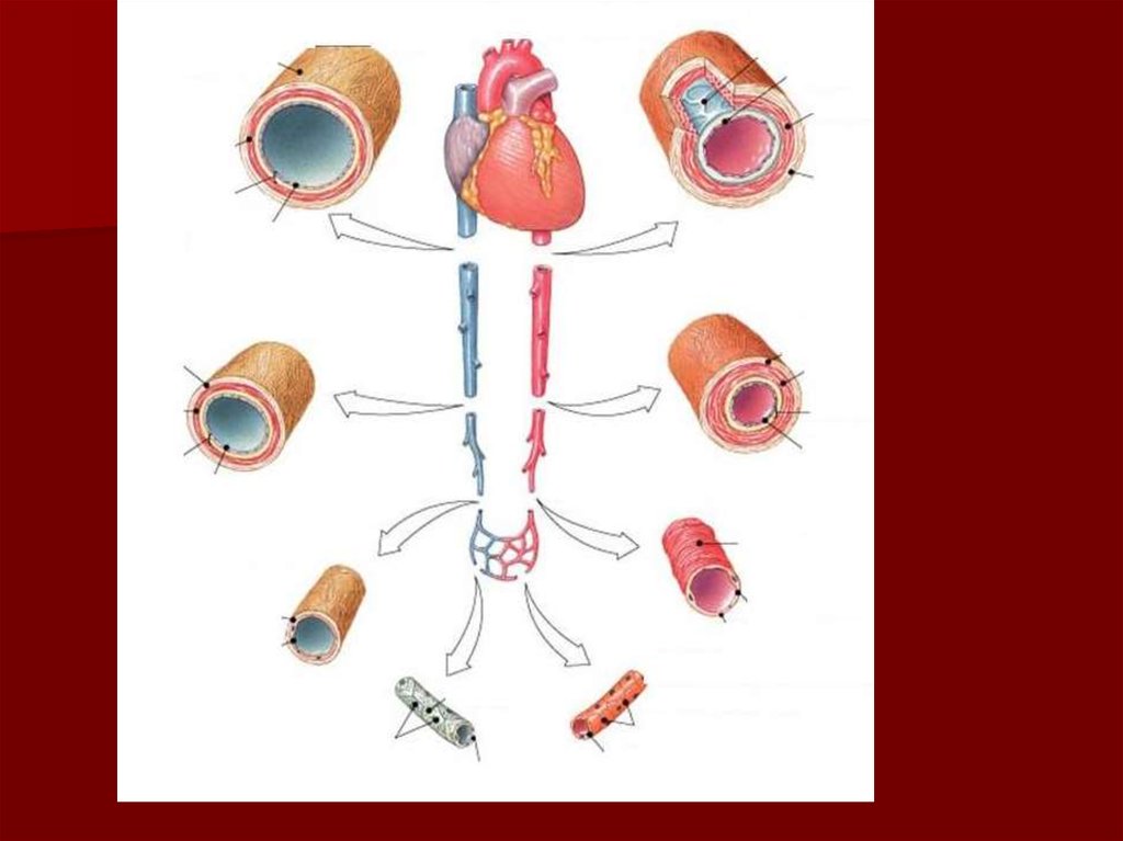 Расширение артериальных сосудов. Анимация движение крови по сосудам. Движение крови по сосудам гиф.