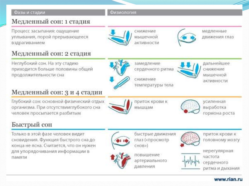 Фазы сна презентация