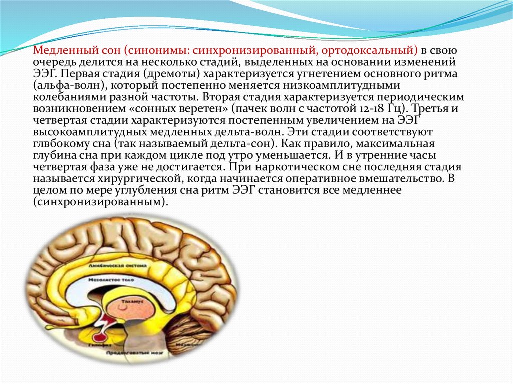 Чем характеризуется состояние организма при медленном сне. Медленный сон характеризуется. Медленный сон ортодоксальный. Ортодоксальный сон характеристика. Фаза медленного ортодоксального сна характеризуется.