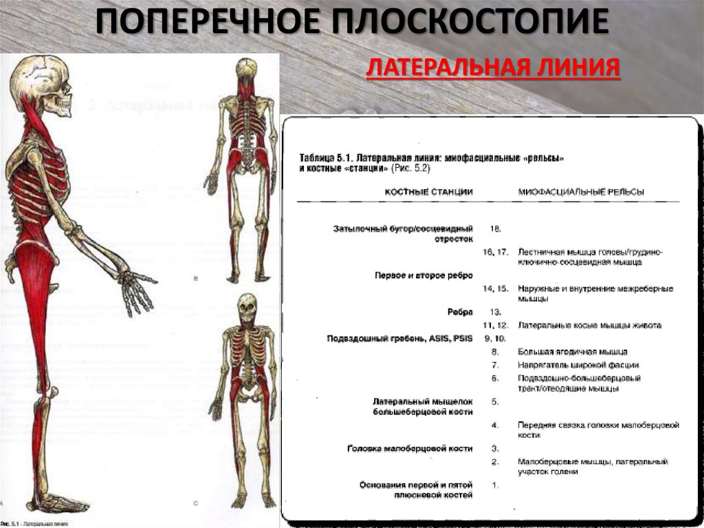 Задняя линия. Миофасциальные цепи схема анатомические поезда. Глубинная миофасциальная линия Томас Майерс. Миофасциальные цепи схема Майерса. Поверхностная задняя линия Томас Майерс.