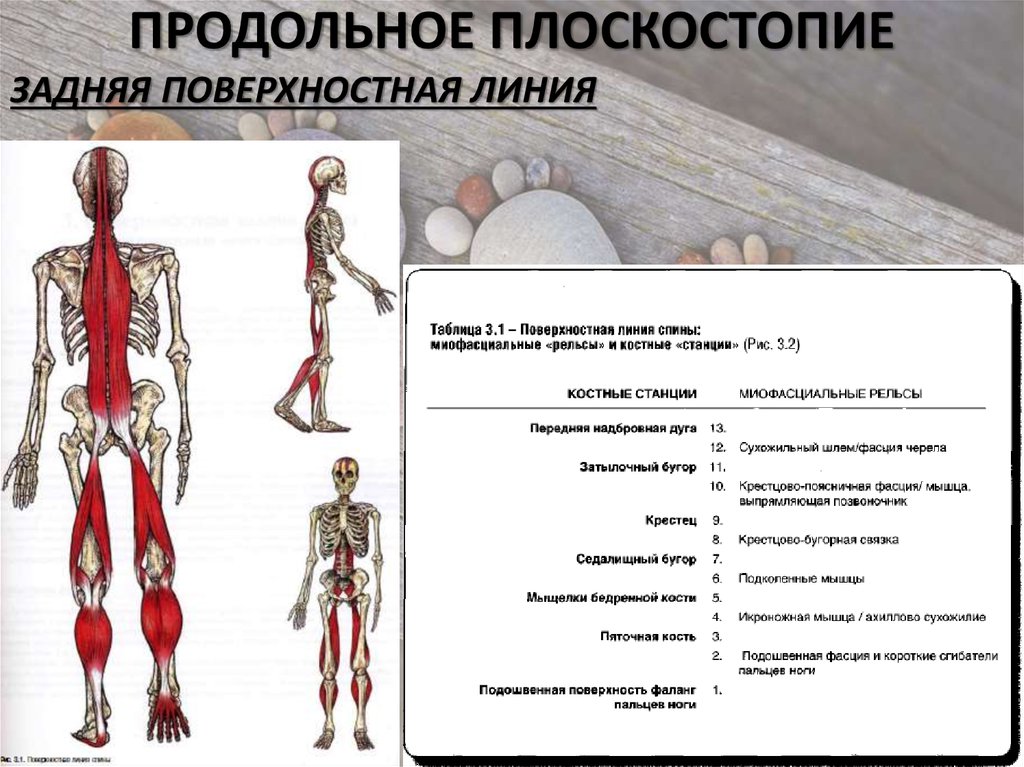 Анатомические поезда. Миофасциальные цепи схема анатомические поезда. Анатомические поезда Томас Майерс поверхностная задняя линия. Задняя поверхностная фасциальная линия. Задняя поверхностная миофасциальная цепь.