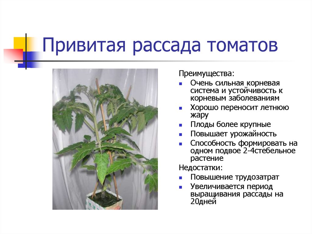 Температура для выращивания рассады томатов