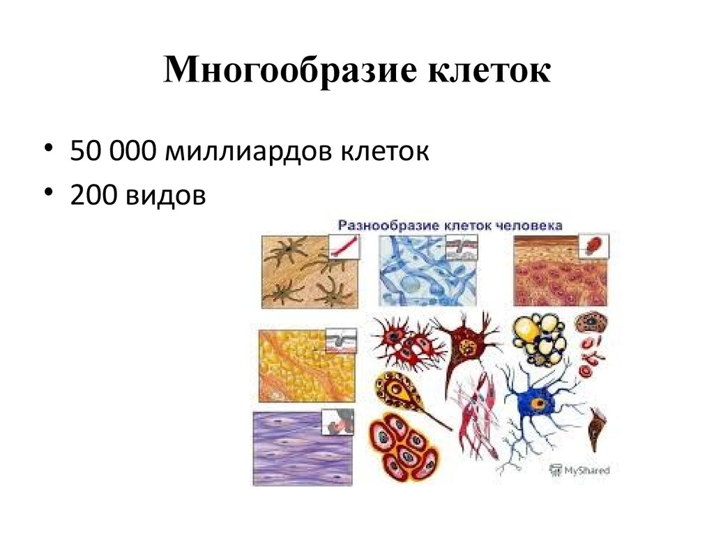 Большое разнообразие клеток. Разнообразие клеток. Многообразие. Многообразие клеток человеческого организма. Многообразие клеток схема.