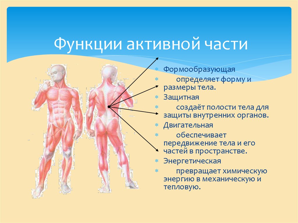 Функции активности человека