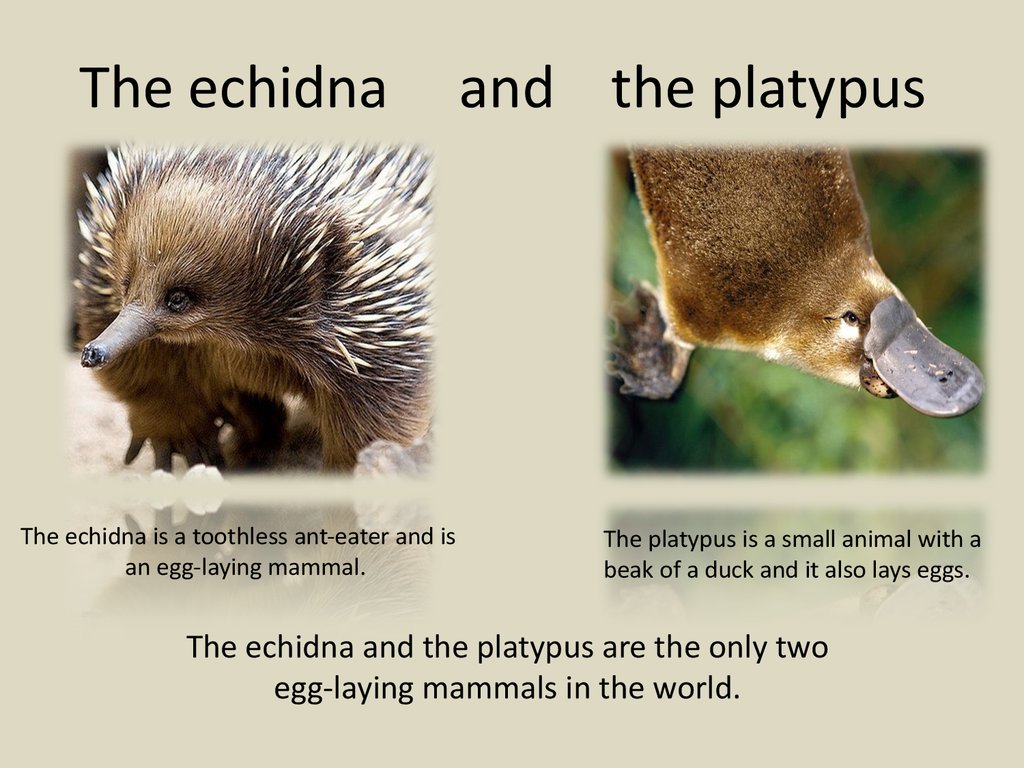 The echidna and the platypus