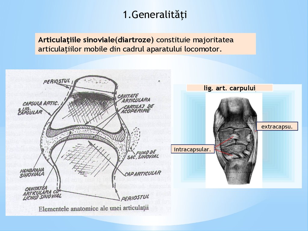 structura unei articulatii sinoviale cum se tratează articulațiile maxilarului
