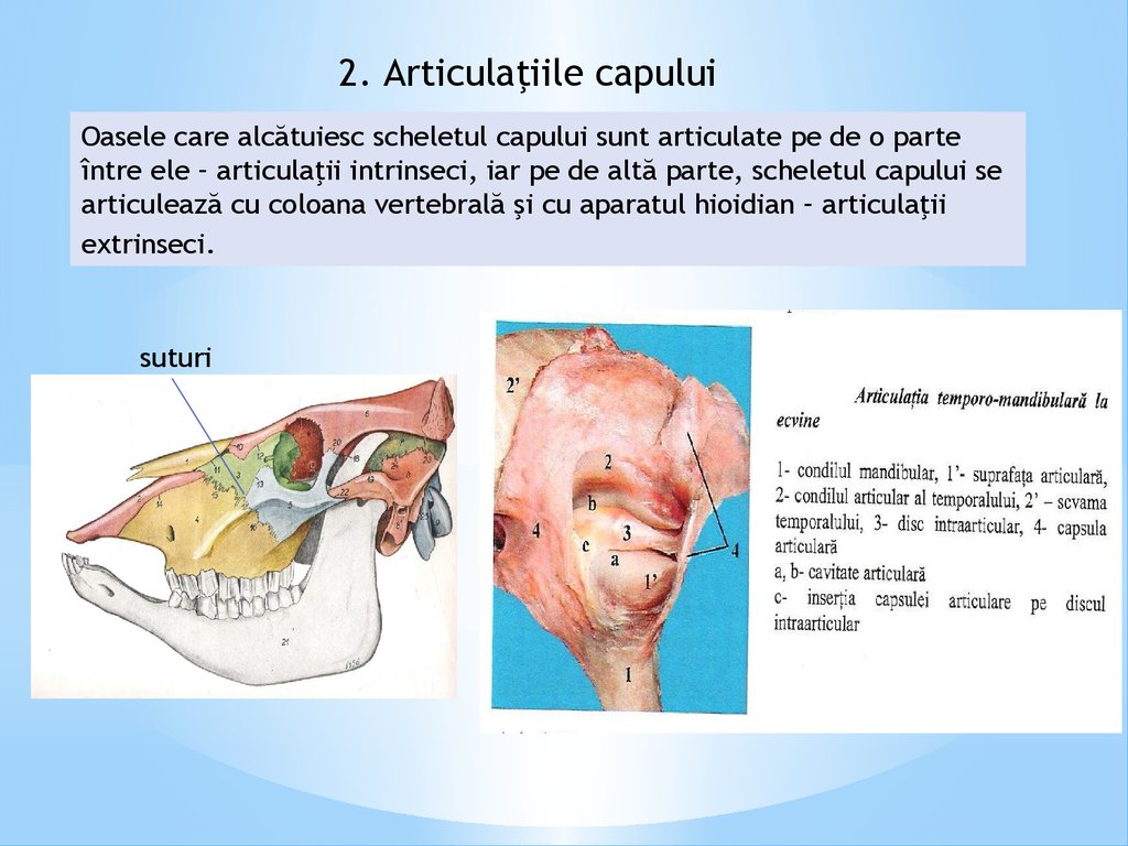 ARTICULATIILE pot fi