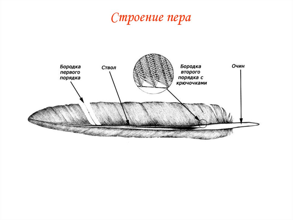 Перо птицы рисунок строение. Строение пера птицы. Строение контурного пера. Строение контурного пера птицы. Схема строения пера.