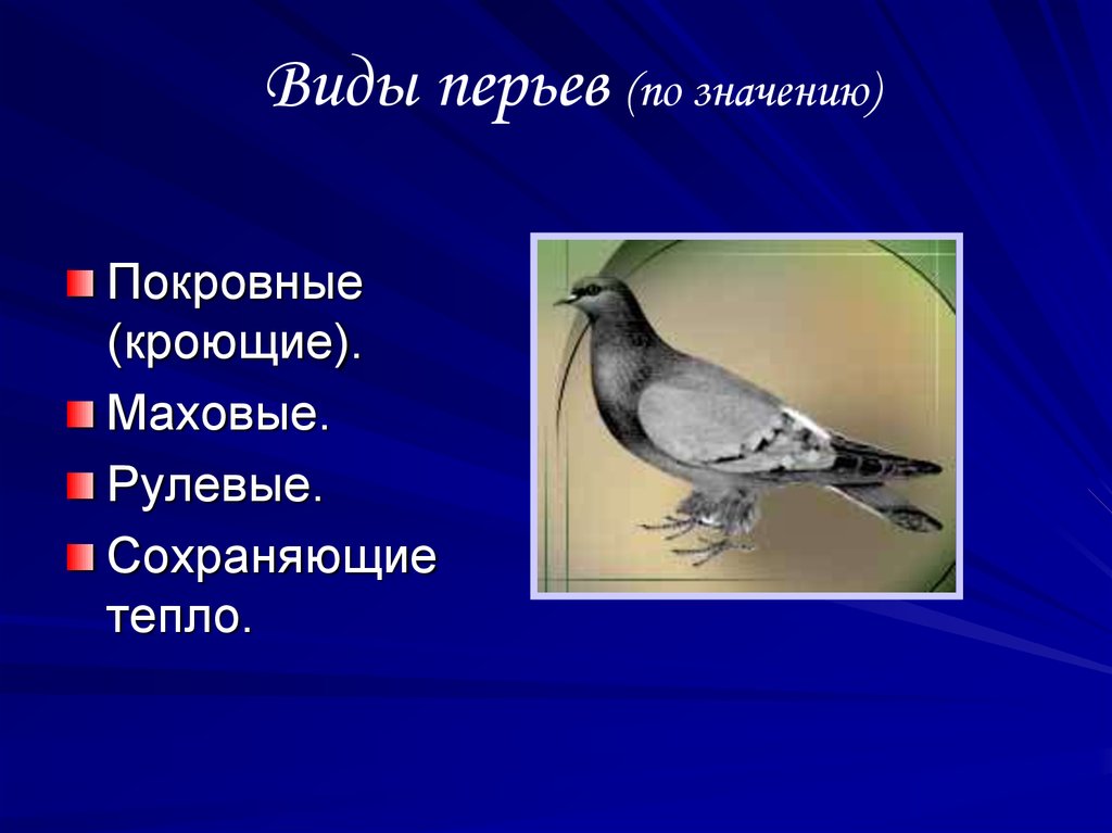 Покров класса птицы. Покровные маховые рулевые кроющие. Какие покровные птицы?. Презентация в POWERPOINT про птиц. Сохраняют тепло тела птиц.