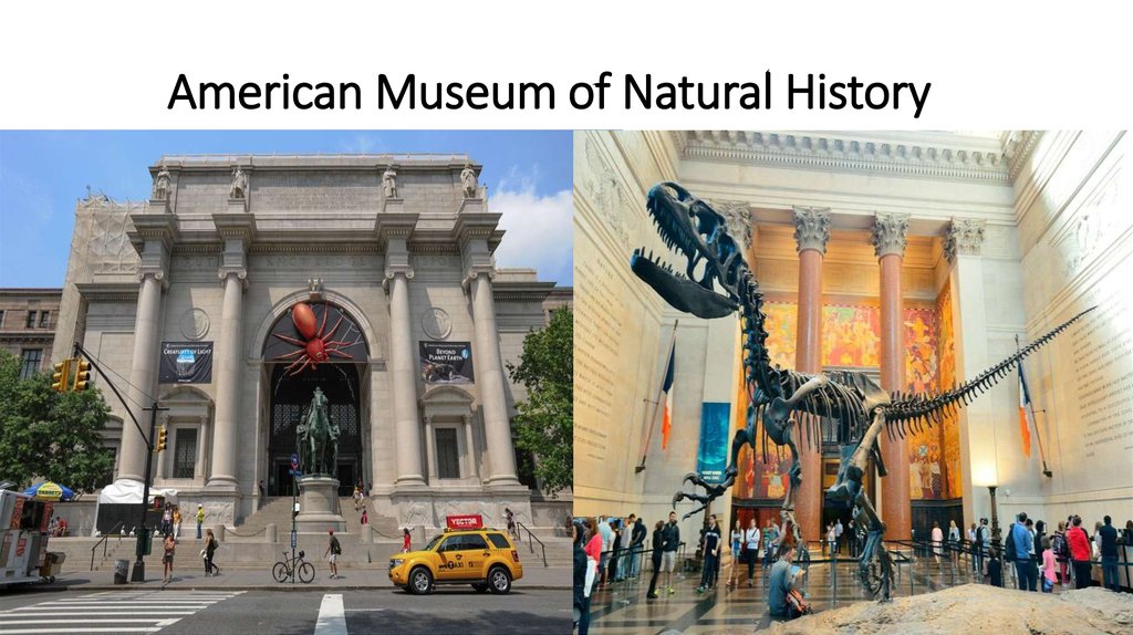        American Museum of Natural History