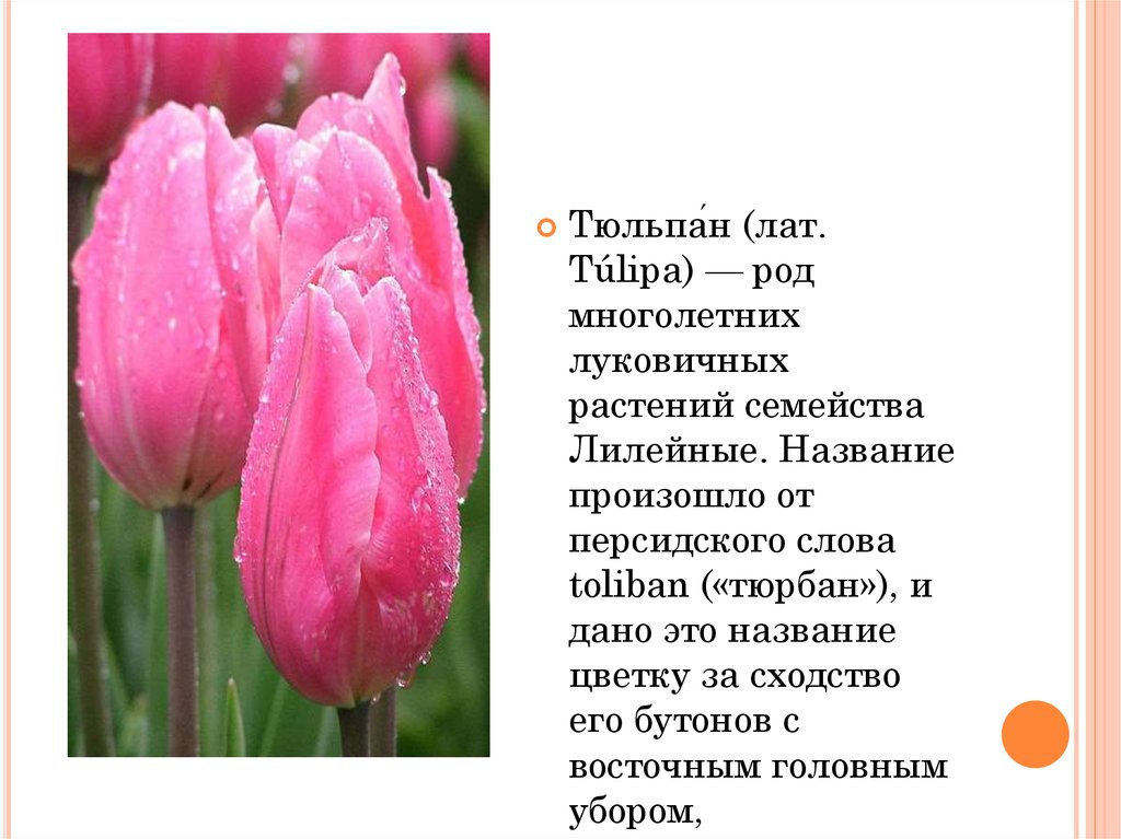 Тюльпан текс. Лилейные тюльпаны. Тюльпан лилейный сорта. Описание цветка тюльпана. Характеристика тюльпана.