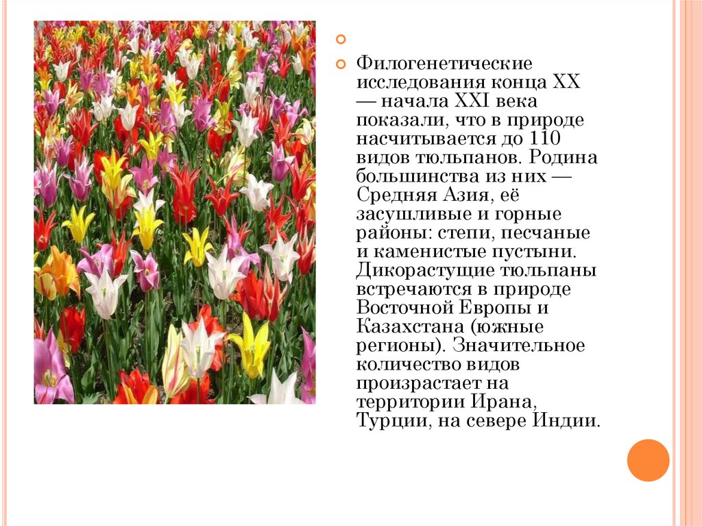 Стихи про тюльпаны и весну. Родина тюльпанов. Тюльпаны для презентации. Описание тюльпана. Информация о тюльпане.