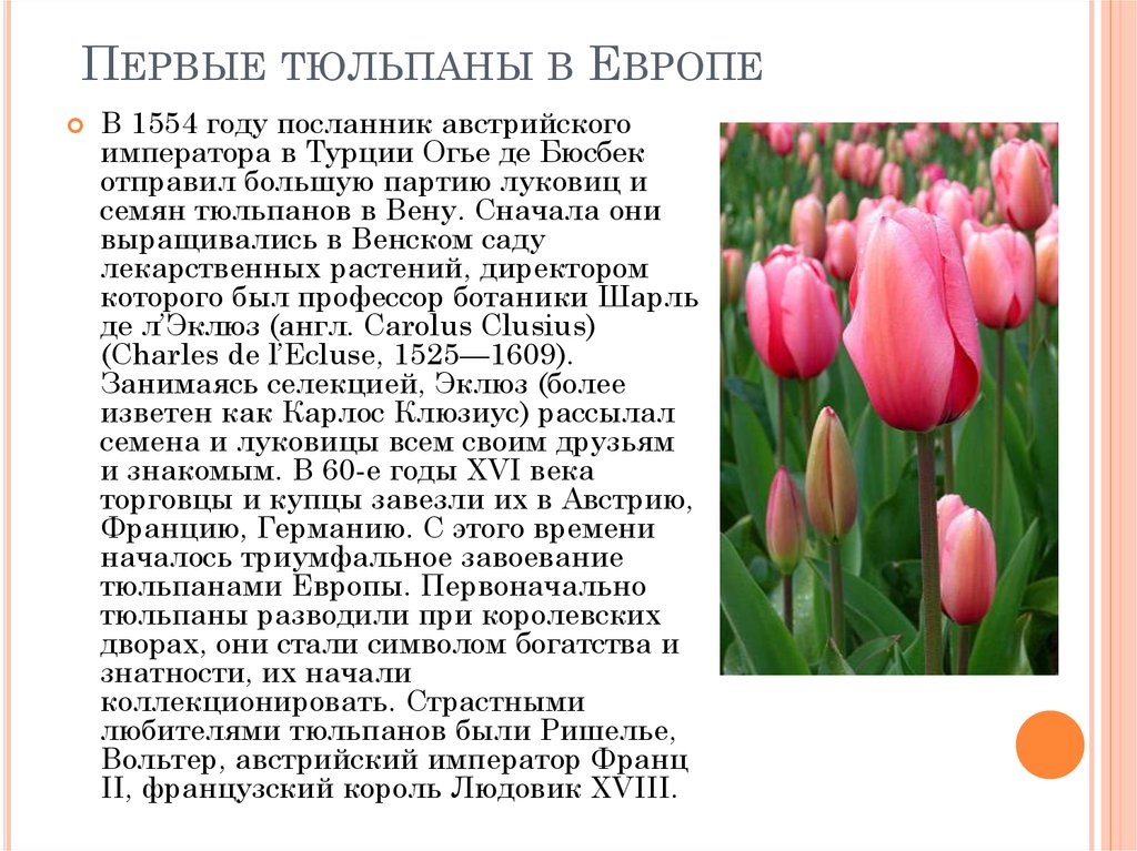 Тюльпан текс. Тюльпан краткое описание. Сообщение о тюльпане. Информация о цветке тюльпан. Научные сведения о тюльпане.