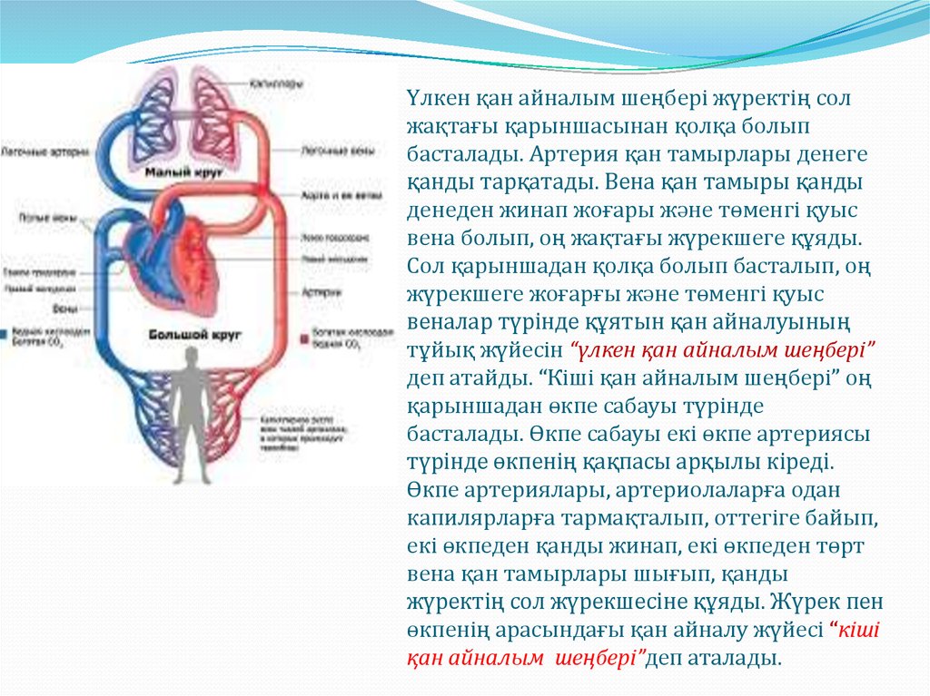 Жүрек автоматиясының механизмі презентация