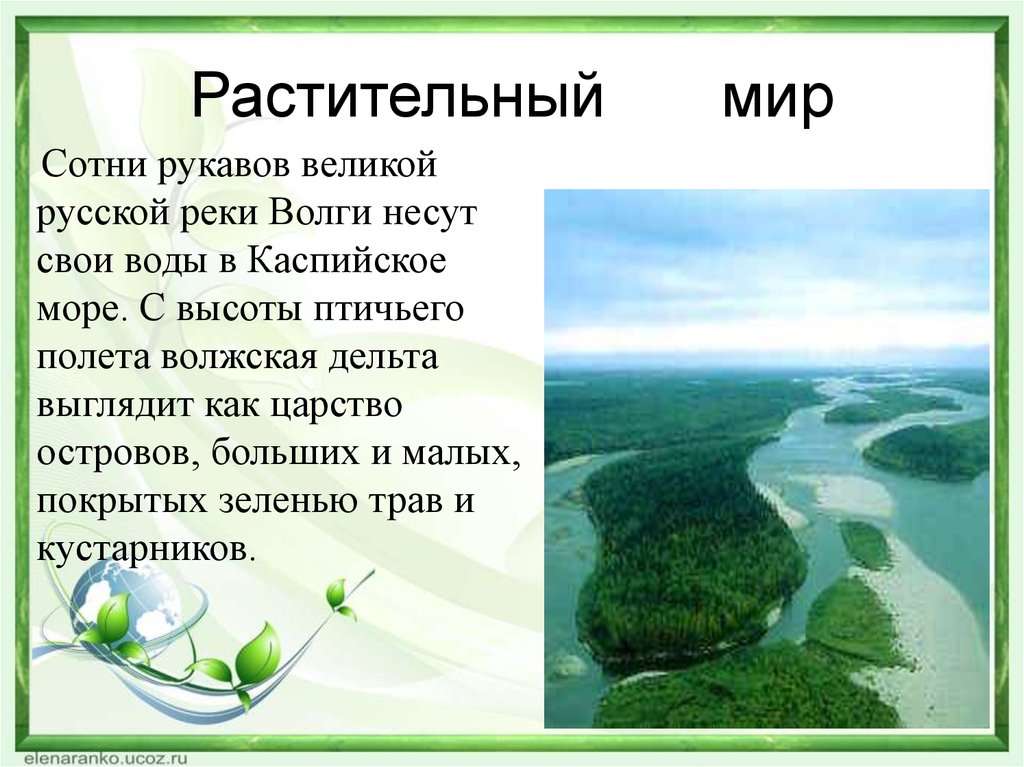 Река волга растения и животные реки. Растительный мир Волги. Растительный мир реки Волги. Растения и животные реки Волги. Растительный мир реки Великой.