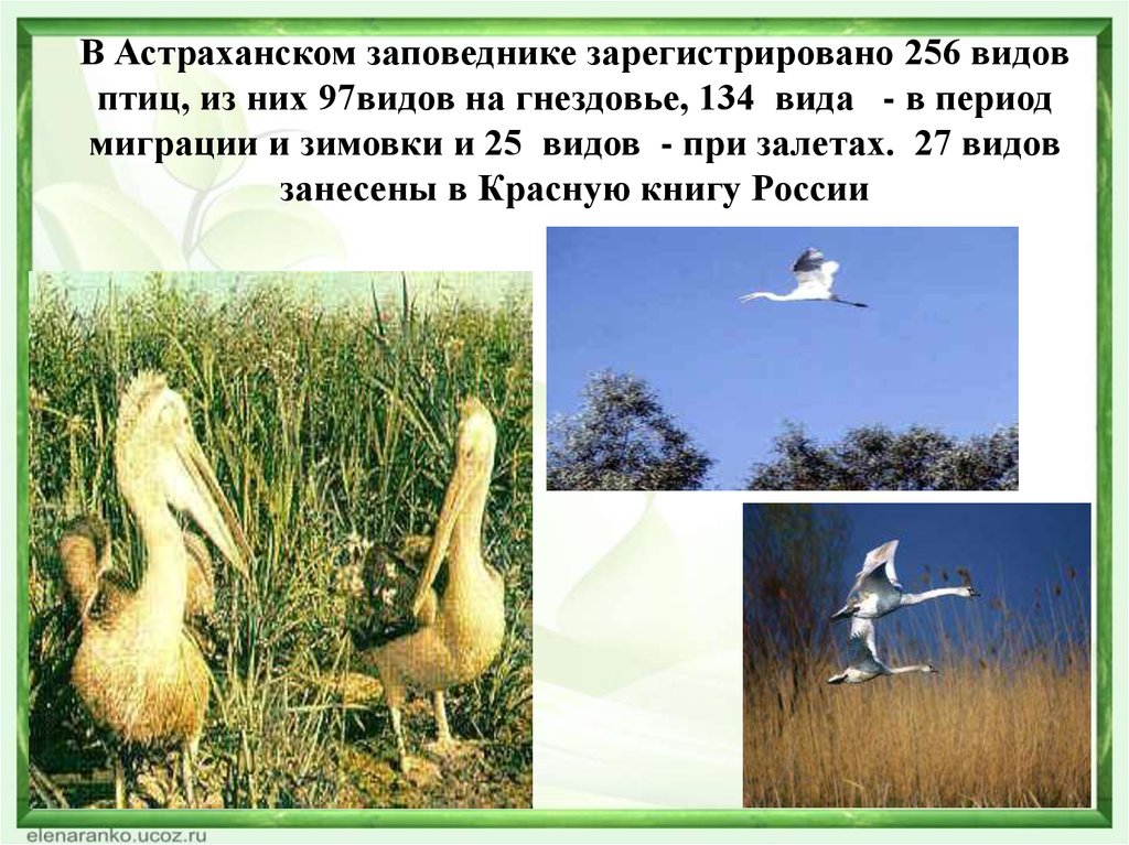 В Астраханском заповеднике зарегистрировано 256 видов птиц, из них 97видов на гнездовье, 134 вида - в период миграции и зимовки и 25 видов - при за