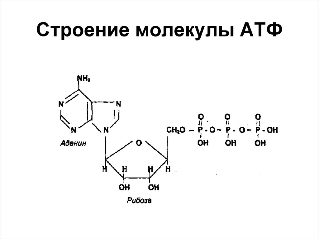 Молекула какова структура. Строение молекулы АТФ. Структура молекулы АТФ. Химическая формула молекулы АТФ. Строение АТФ биохимия.