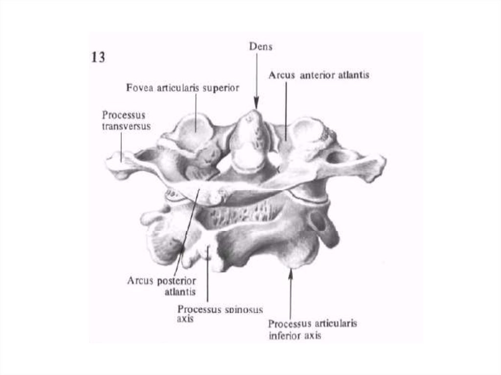 1 и 2 позвонки. Шейные позвонки Синельников. 2 Шейный позвонок Синельников. Второй шейный позвонок атлас. Атлас второй шейный позвонок анатомия.