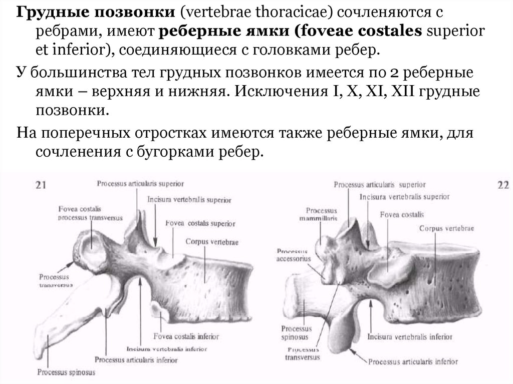Грудные позвонки позвоночника. Шейные позвонки Синельников. Поясничный позвонок Синельников. Грудной позвонок анатомия латынь. Восьмой грудной позвонок анатомия.