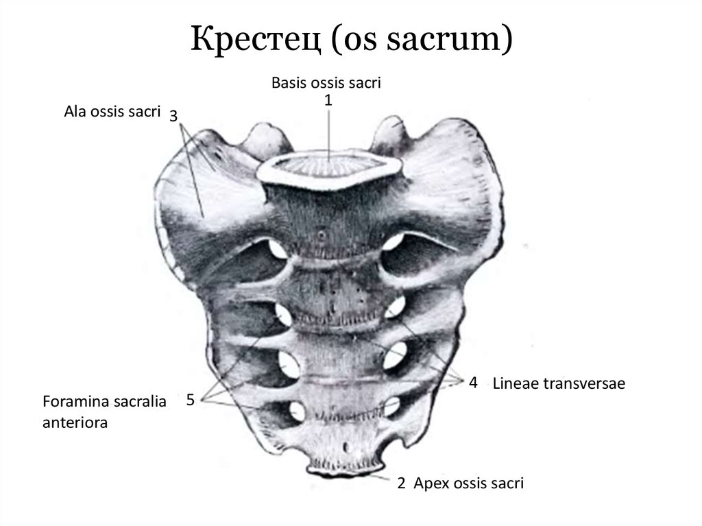 Крестец. Строение крестца вид спереди. Строение крестца сзади. Крестец крестцовые позвонки. Крестец строение мыс.