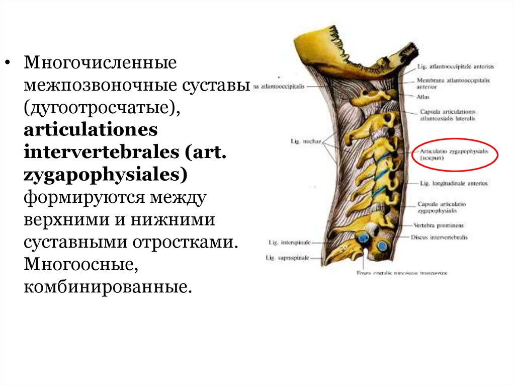 Межпозвоночные суставы. Дугоотросчатые суставы. Дугоотросчатые суставы комбинированные. Дугоотросчатые суставы классификация.