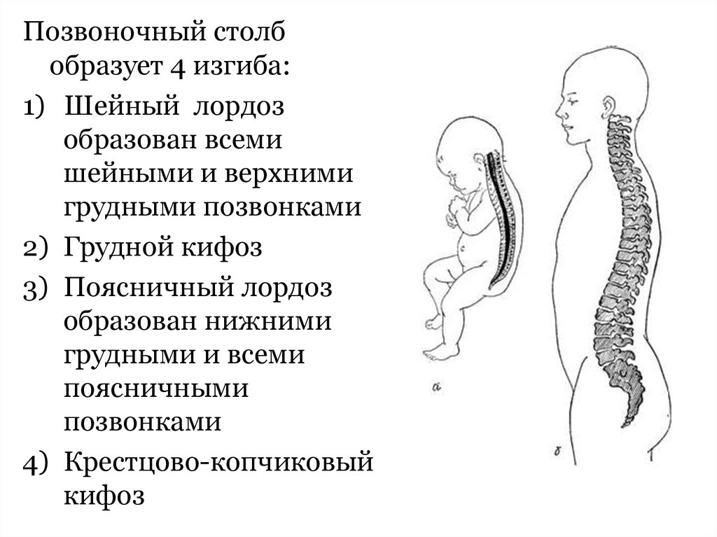 Изгибы позвоночника формируются. Строение позвоночника лордоз кифоз. Крестцово копчиковый кифоз у новорожденного. Кифоз это изгиб позвоночника. Позвоночный столб 4 изгиба.
