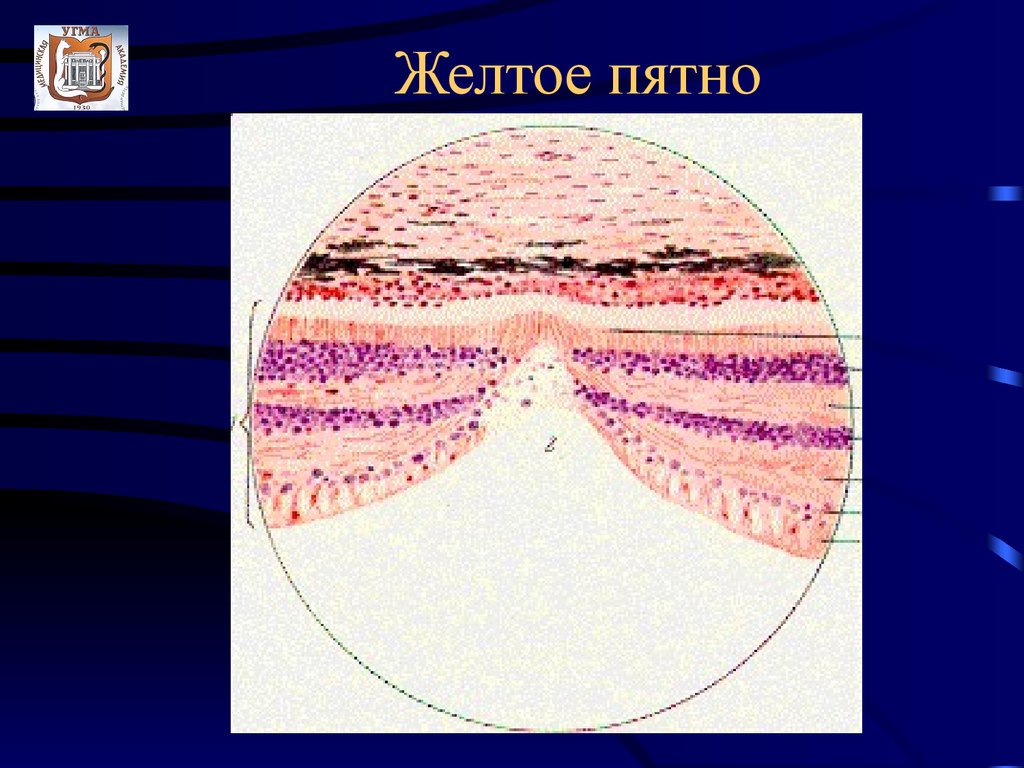 Слепое и желтое пятно сетчатки. Желтое пятно. Строение желтого пятна. Центральная ямка и желтое пятно. Структура глаза желтое пятно.