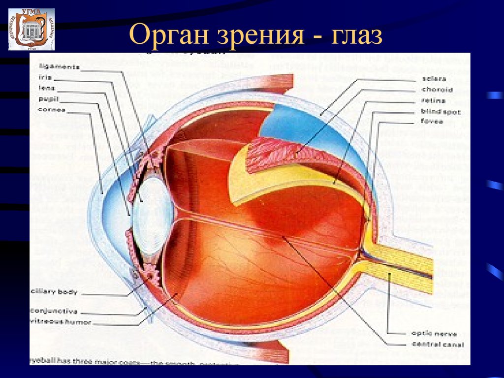 Глаз орган чувств человека. Органы чувств человека глаз анатомия. Орган зрения. Глаза орган зрения. Строение глаза.