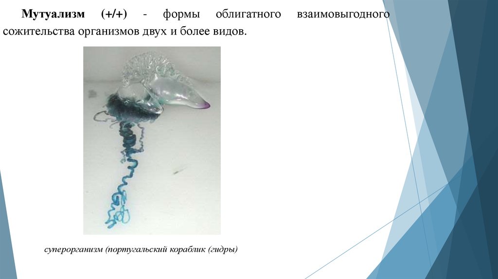 Виды сожительства организмов. Формы сожительства организмов.