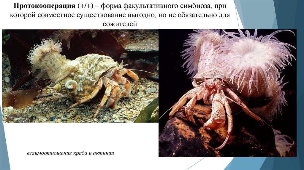 Симбиоз рака отшельника и актинии уровень. Симбиоз протокооперация. Факультативный симбиоз. Протокооперация форма симбиоза. Симбиотические взаимоотношения протокооперация.