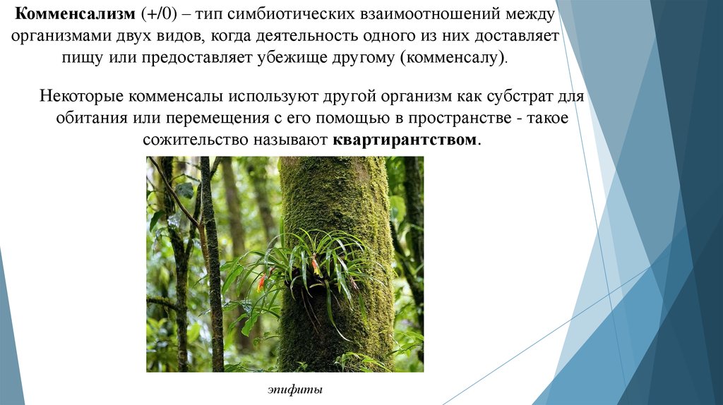 Между какими организмами симбиотические отношения. Дерево эпифит Тип взаимодействия. Комменсализм у растений. Комменсализм Тип взаимоотношений. Комменсализм между растениями.