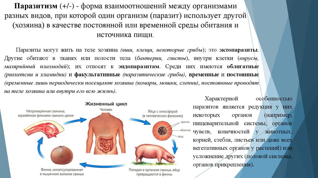 Некоторые хозяин