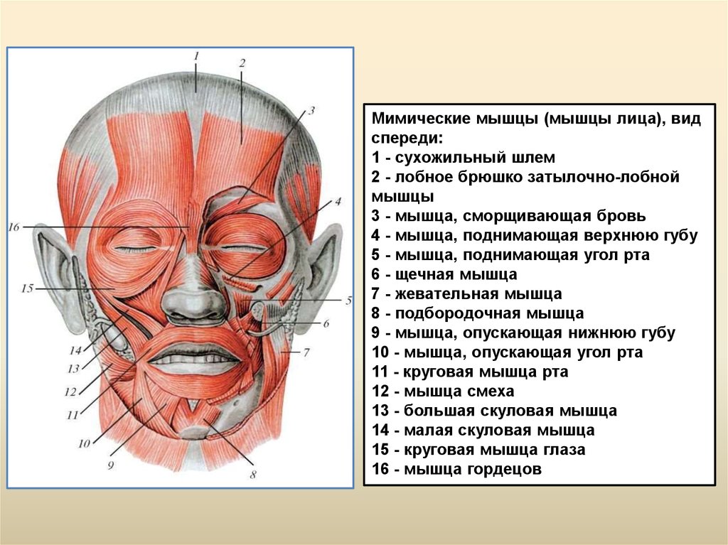 Мышцы шеи сзади анатомия картинки и описание