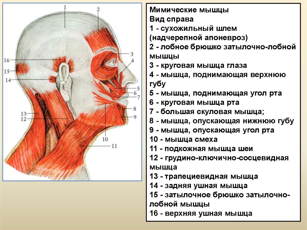 Затылочная область справа. Апоневроз головы анатомия. Надчерепной апоневроз сухожильный шлем. Апоневроз сухожилие мышцы. Надчерепная мышца головы анатомия.