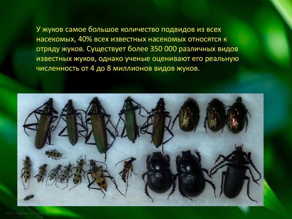 Известно что жук могильщик довольно крупное насекомое. Жуки виды. Самые известные жуки. Количество видов Жуков. Сколько насчитывается видов насекомых.