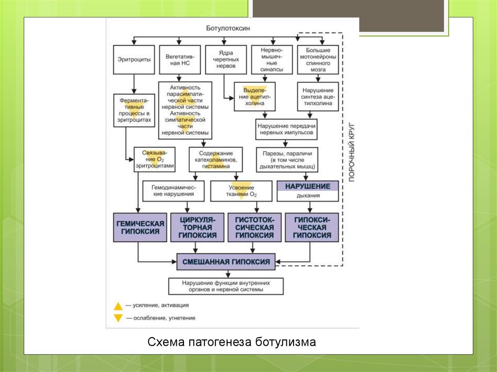 Патогенез ботулизма картинки