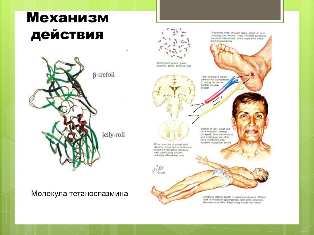 Механизм действия