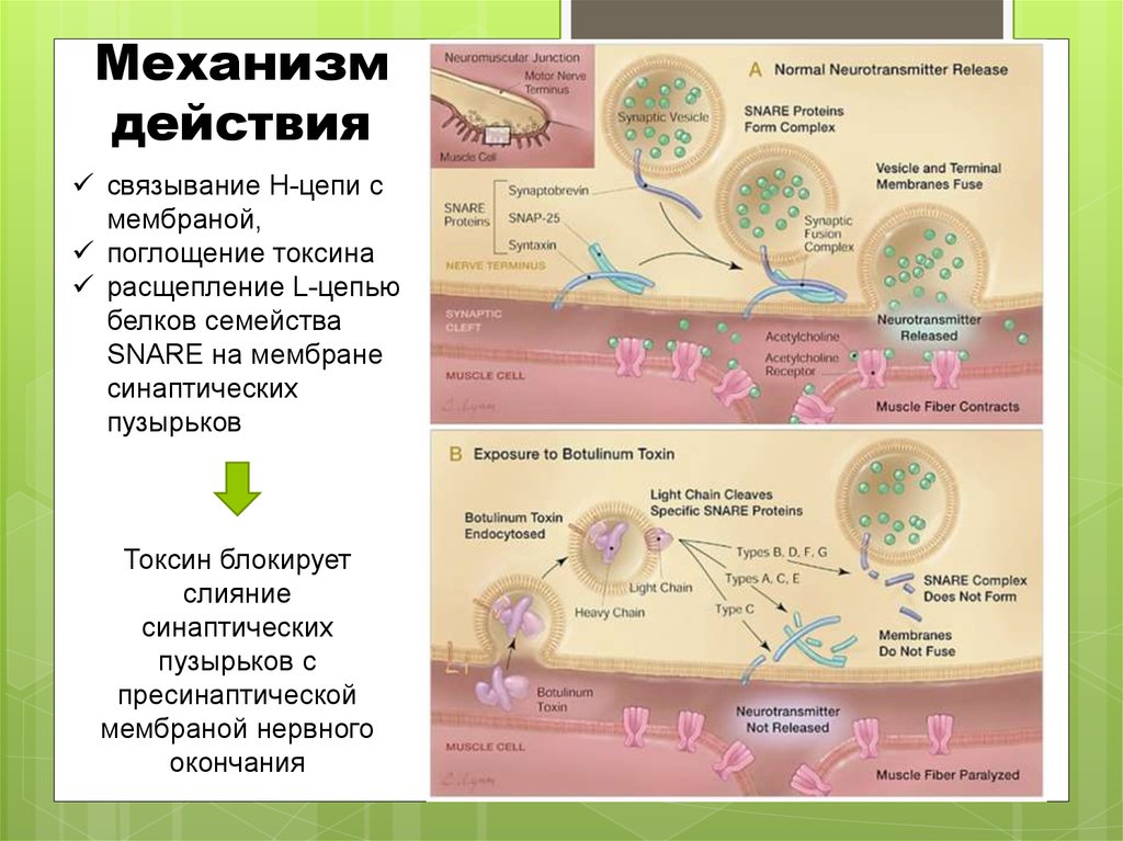 Механизм действия