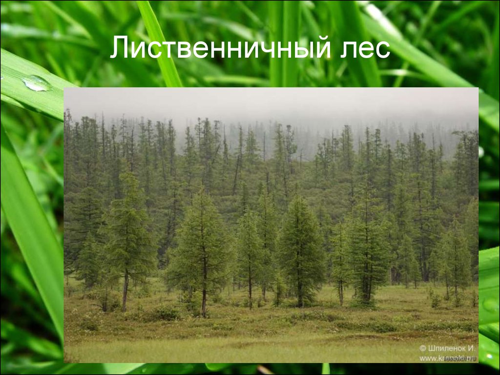 Серые бурые лесные почвы природная зона