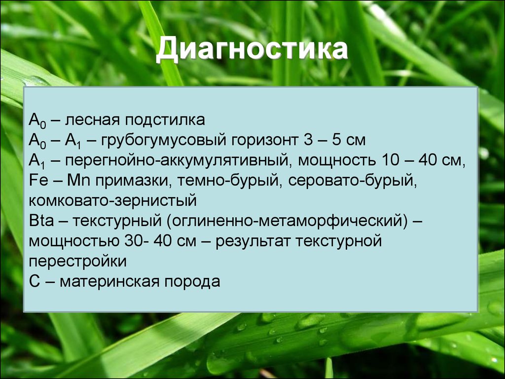 Курсовая работа: Бурые лесные почвы