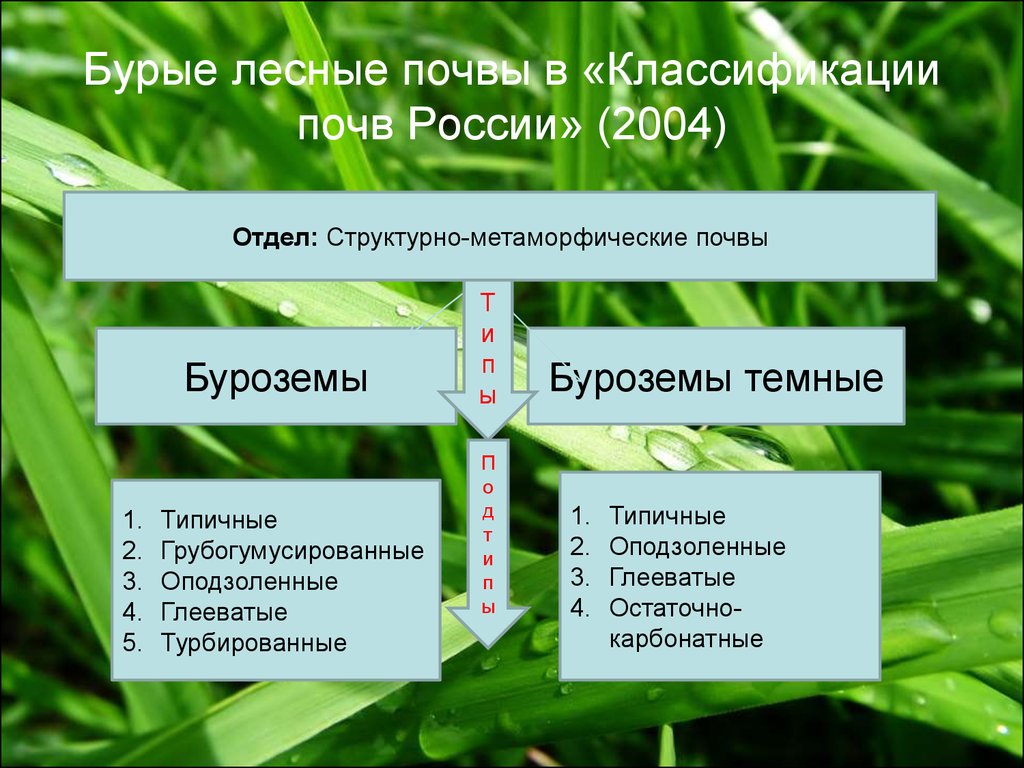 Бурые лесные почвы. Буроземы грубогумусированные. Классификация бурых лесных почв. Классификация почв 2004.