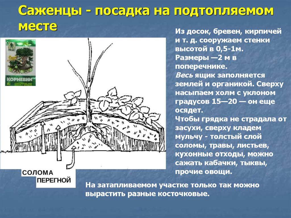 Какие деревья близко грунтовые воды. Посадка на холмиках плодовых деревьев. Посадка деревьев при высоких грунтовых Водах. Посадка саженца на холм. Посадка деревьев при высоком уровне грунтовых вод.