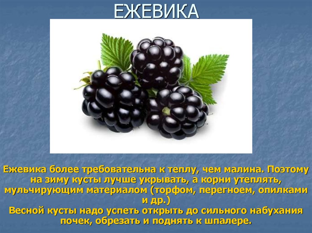 Польза ежевики для организма человека. Ежевика презентация. Презентация на тему ежевика. Ежевика характеристика. Ежевика описание ягоды.