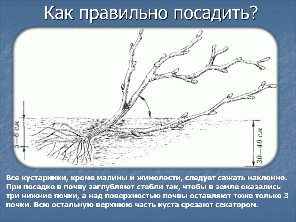 Схема посадки смородины. Схема посадка кустарников жимолости. Жимолость схема посадки кустов. Схема посадки жимолости съедобной. Схема посадки жимолости съедобной на участке.