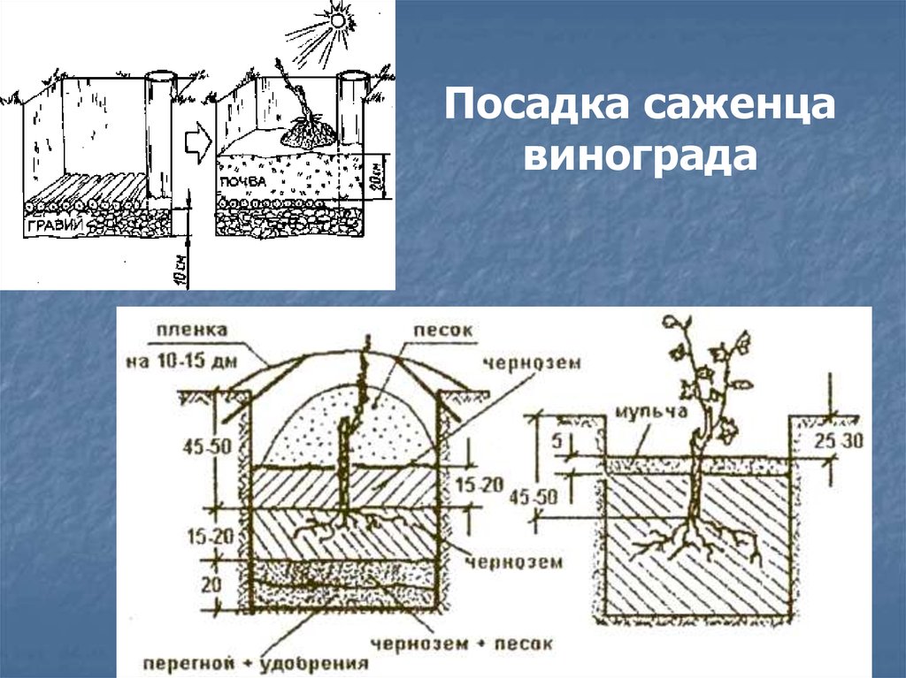 Схема выращивания винограда