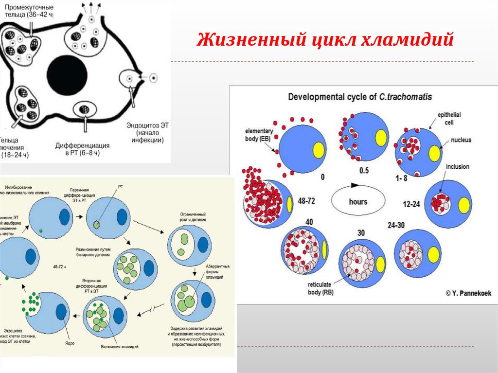 Элементарное тельце хламидий. Цикл развития хламидий микробиология. Хламидии схема строения. Схема цикл развития хламидий. Cхема репродуктивного цикла хламидий.