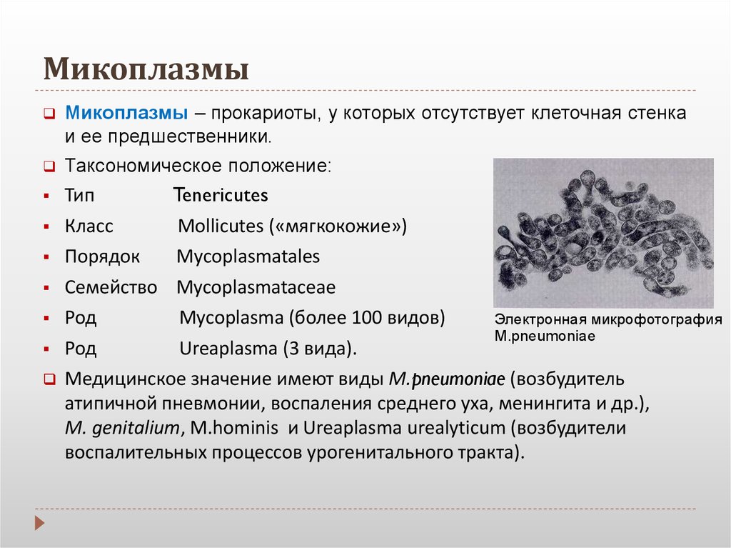 Chlamydia trachomatis mycoplasma genitalium. Микоплазмы представители микробиология. Микоплазма морфология микробиология. Микоплазма микробиология строение. Микоплазмы. Морфология и заболевания, вызываемые ими..