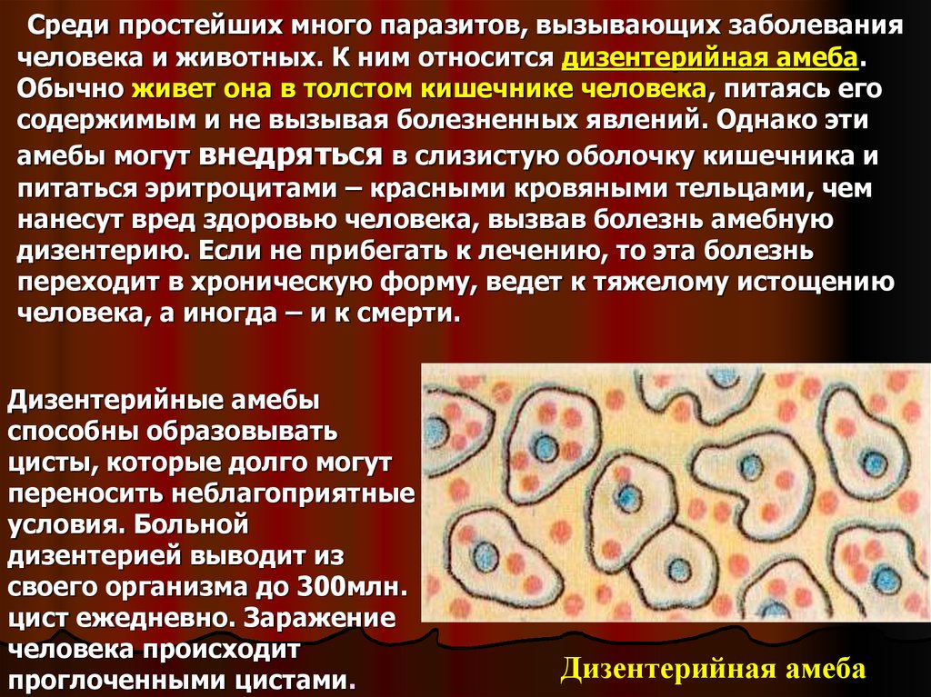 Простейшие в организме человека. Простейшие паразиты амеба дизентерийная. Сообщение о паразитических простейших. Заболевания вызванные простейшими паразитами. Болезни паразитических простейших.