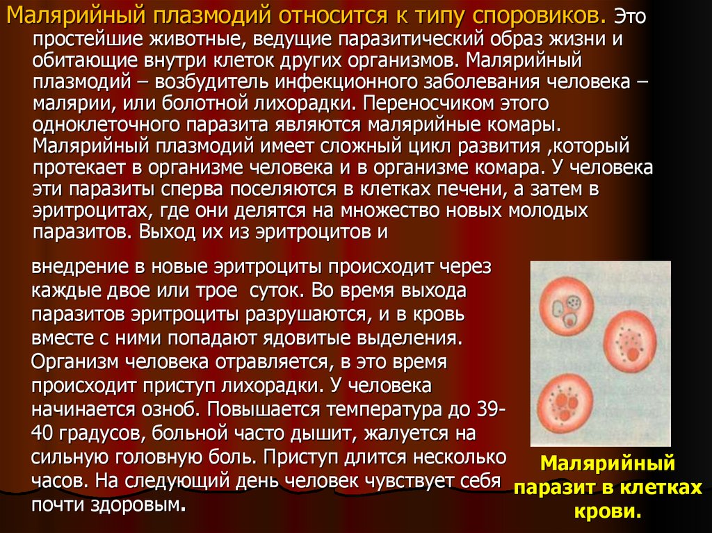 Возбудитель болезни малярии. Малярийный плазмододий. Особенности малярийного плазмодия. Паразитические простейшие малярийный плазмодий. Малярийный плазмодий является:.